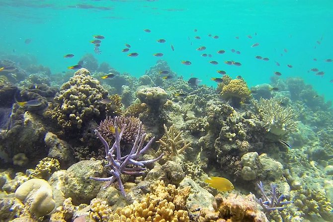 Lizard Island Day Tour by Air From Cairns - Scenic Flight