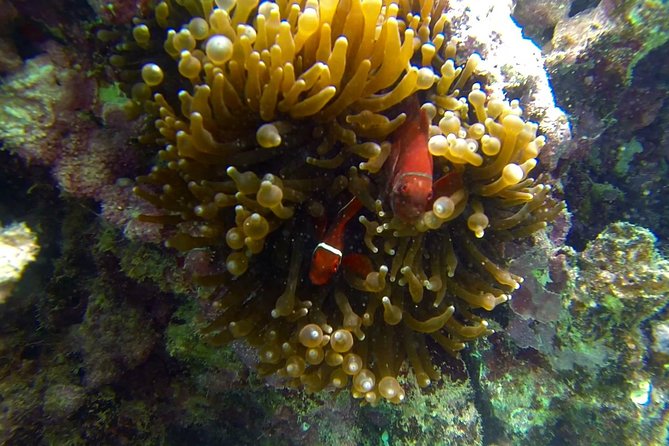 Lizard Island Day Tour by Air From Cairns - Island Attractions