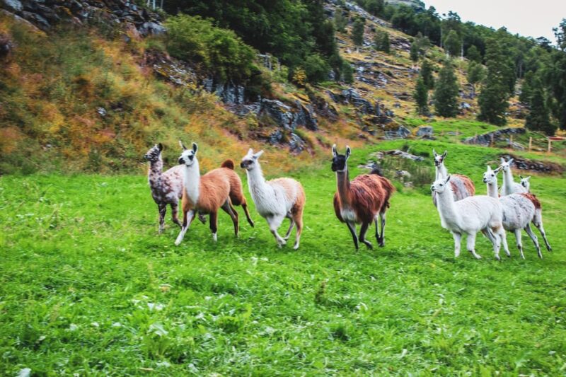 Ljøen, Hellesylt: Ljøen Farm Tour - Itinerary