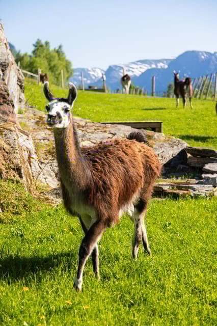 Ljøen, Hellesylt: Ljøen Farm Tour - Practical Information