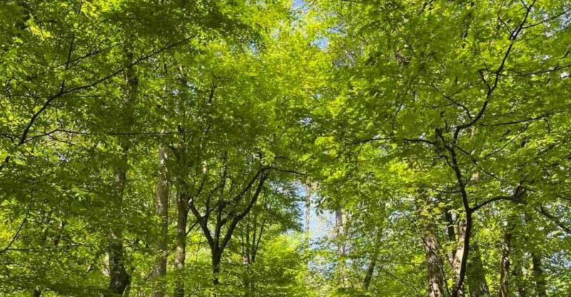 Ljubljana: Green Tour and Forrest Personal Experience - Activity Overview