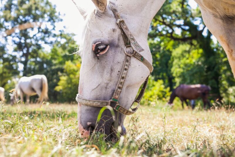 Ljubljana: Karst & Coast Full-Day Trip - Lipica Stud Farm