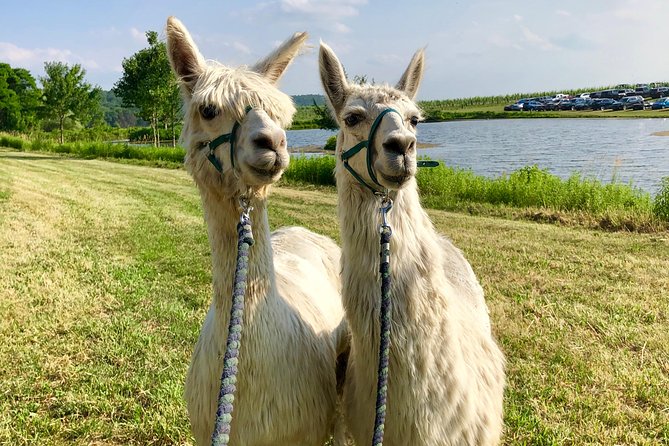 Llama/Alpaca Hike and Farm Tour - Connecting With Nature