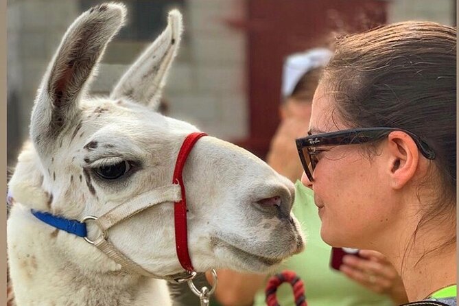 Llama/Alpaca Hike and Farm Tour - Practical Details