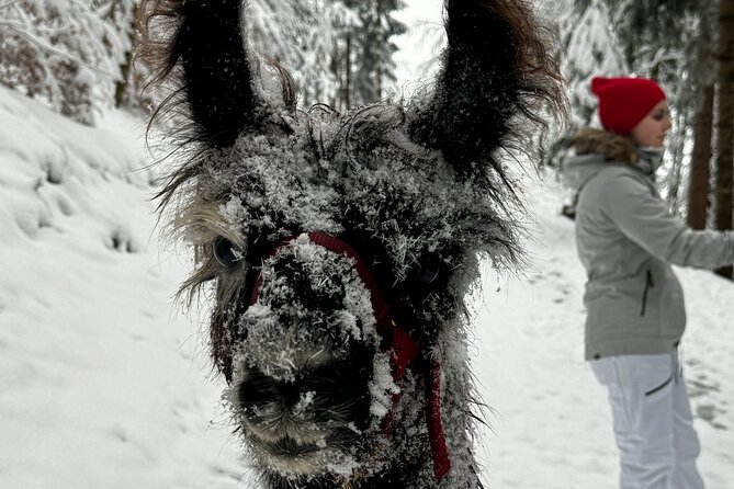 Llama Hike Through the Wonderful Liechtenstein Mountains - Fascinating Llama and Alpaca Facts