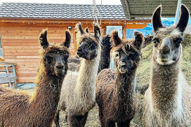 Llama Hike Through the Wonderful Liechtenstein Mountains - Ideal for Childrens Curiosity