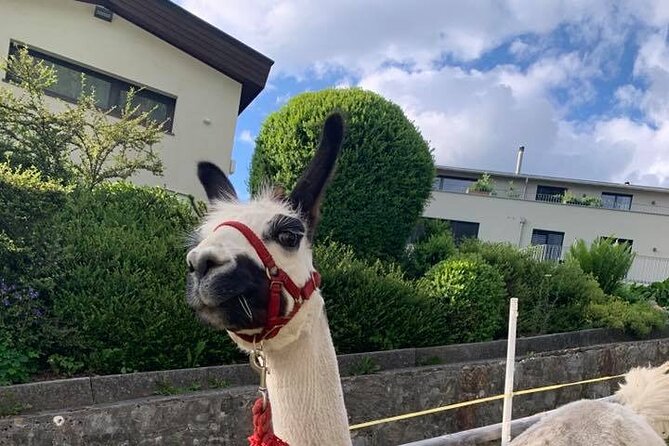 Llama Hike Through the Wonderful Liechtenstein Mountains - Breathtaking Mountain Landscapes