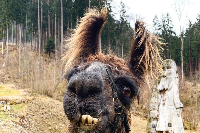 Llama Hike Through the Wonderful Liechtenstein Mountains - Booking Information and Details