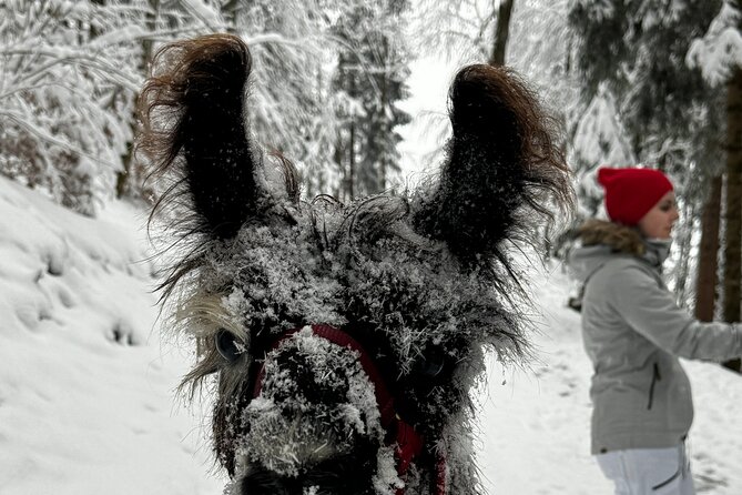 Llama Hike With Homemade, Traditional Cheese Fondue - Group Size Limit