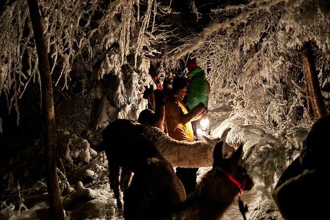 Llama Hike With Homemade, Traditional Cheese Fondue - Pricing and Cancellation Policy