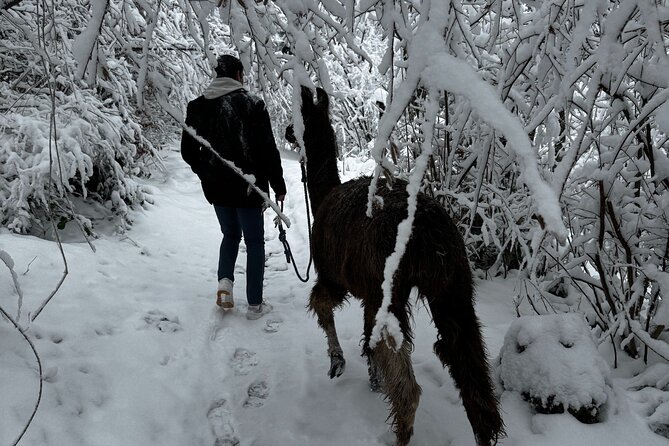 Llama Hike With Homemade, Traditional Cheese Fondue - Additional Information