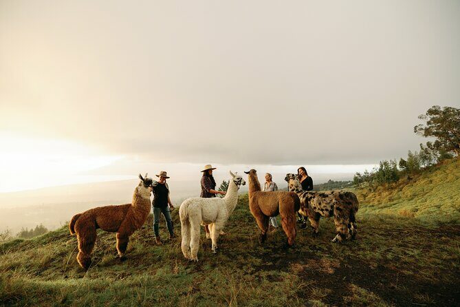 Llama Sunset Hike - A Detailed Look at the Maui Llama Sunset Hike