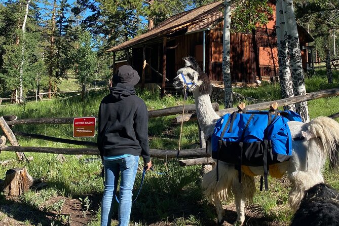Llama to Lunch in the Rocky Mountains - What to Expect on Your Adventure