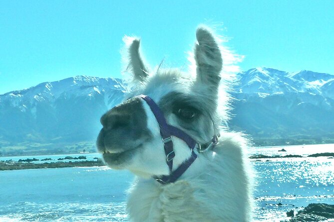 Llama Trek (Half-day) - Kaikoura Bay, Beaches & Seal Colony - Meeting Point and Logistics