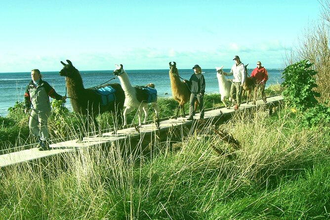 Llama Trek (Half-day) - Kaikoura Bay, Beaches & Seal Colony - Booking Information
