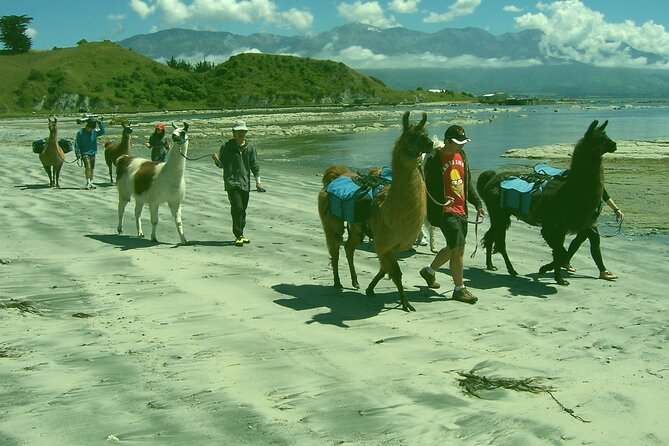 Llama Trek (Half-day) - Kaikoura Bay, Beaches & Seal Colony - Reviews and Ratings