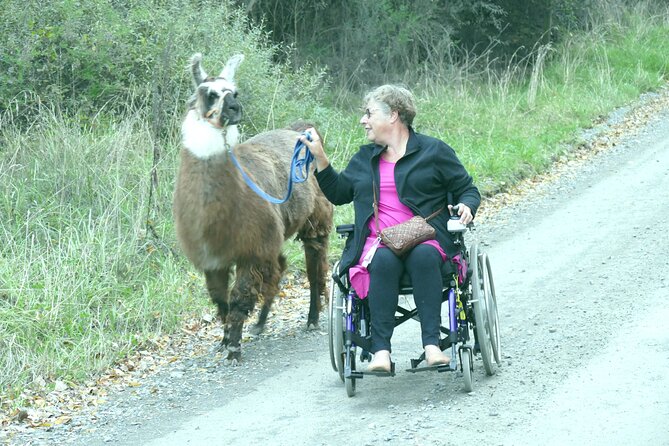 Llama Trek (Taster) - Kowhai River Valley and Native Woodland Tour - Tour Details