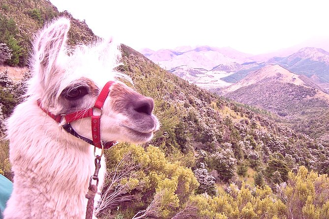 Llama Trek (Taster) - Kowhai River Valley and Native Woodland Tour - Experience Highlights