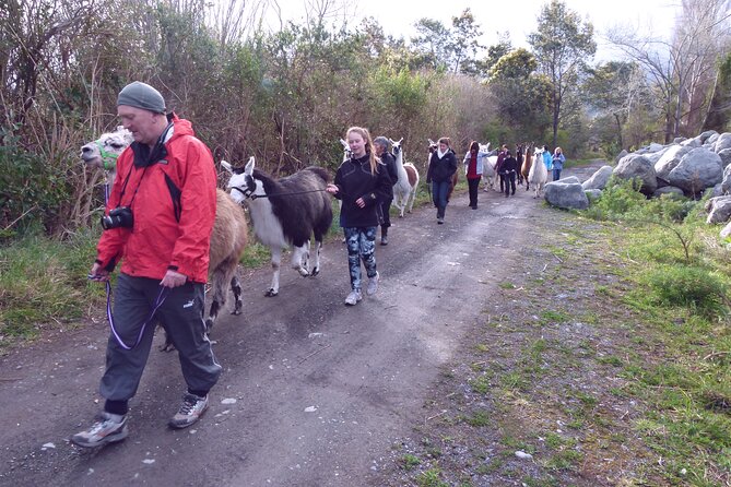 Llama Trek (Taster) - Kowhai River Valley and Native Woodland Tour - Additional Information