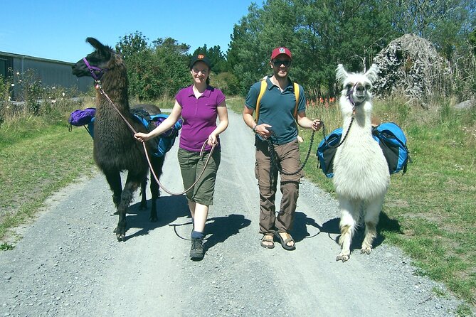 Llama Trek (Taster) - Kowhai River Valley and Native Woodland Tour - Guided Hike