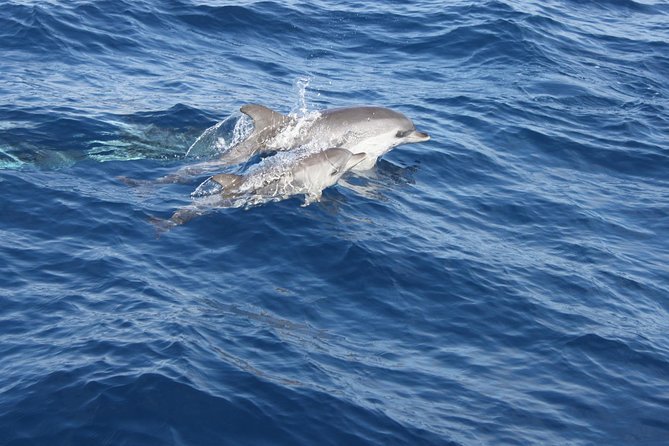 Lobos Island - the Dolphin Route - Exploring Lobos Island