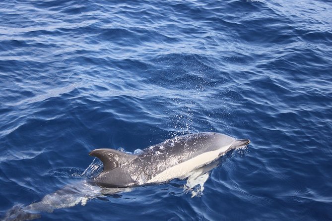 Lobos Island - the Dolphin Route - Customer Reviews and Feedback