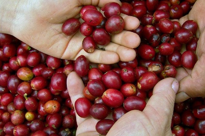 Local Coffee Tasting and Cultural Experience - Frequently Asked Questions