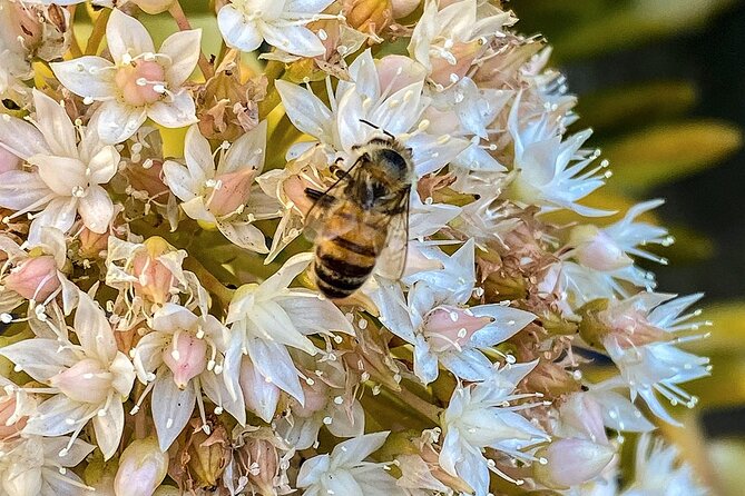 Local Honey-To-Table Tasting and Lunch Experience - Meeting and End Points