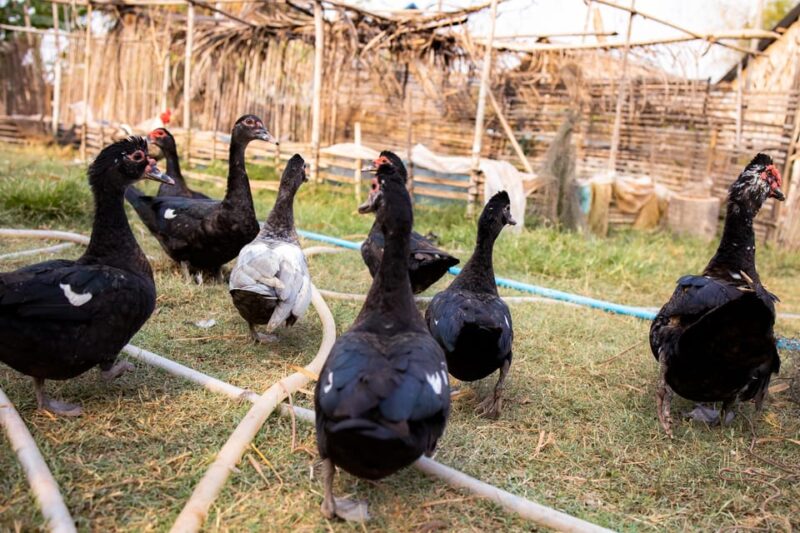 Local Khmer Village Experience Half-Day by Cycling Tour - Inclusions and Requirements