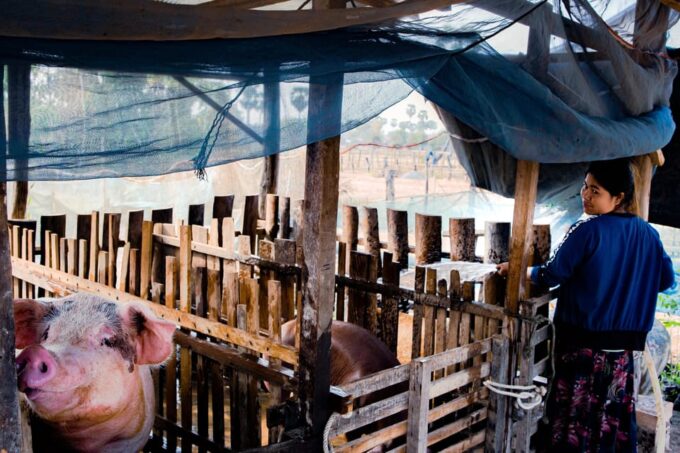 Local Khmer Village Experience Half-Day by Cycling Tour - Tour Duration and Schedule