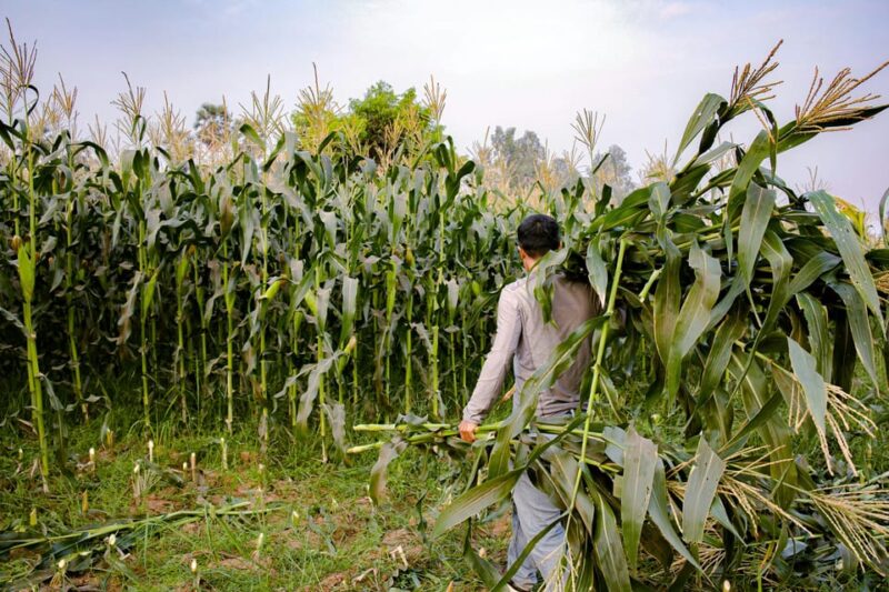 Local Khmer Village Experience Half-Day Tour - Highlights