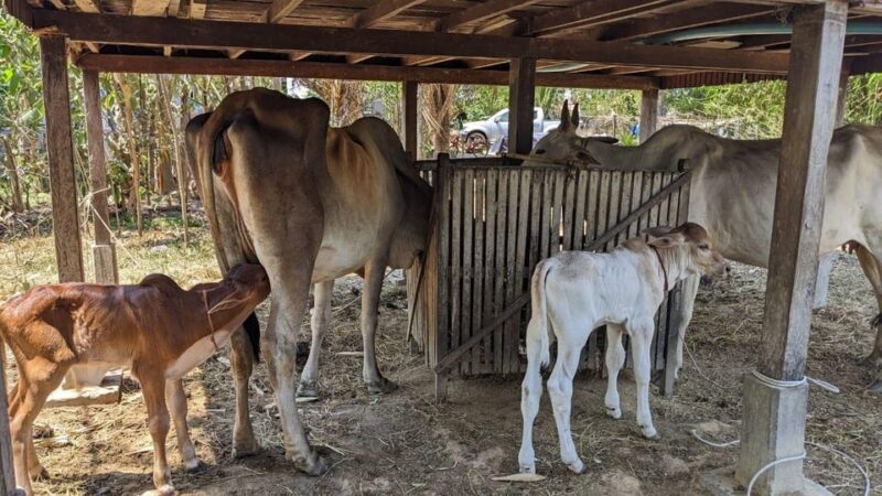 Local Khmer Village Experience Half-Day Tour - Meeting Point and Transportation