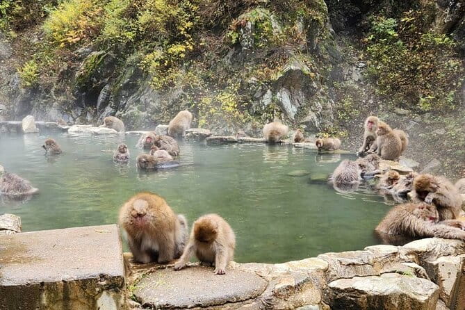 Local Private Tour to Jigokudani Snow Monkey Park - Pickup Information