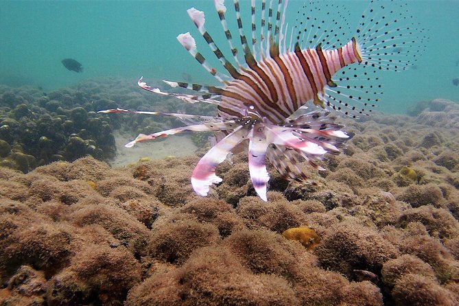 Local Reef Snorkelling and Deserted Beach - Included in Tour