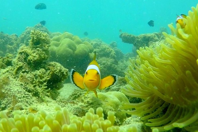 Local Reef Snorkelling and Deserted Beach - Pickup and Timing