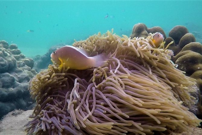 Local Reef Snorkelling and Deserted Beach - Accessibility and Restrictions