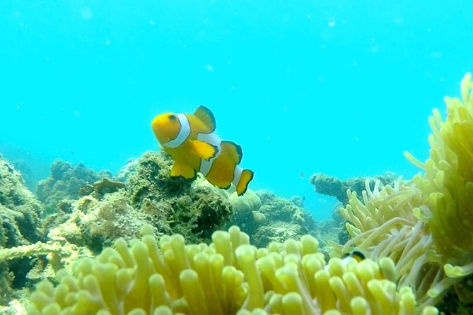 Local Reef Snorkelling and Deserted Beach - Best Time for Snorkeling