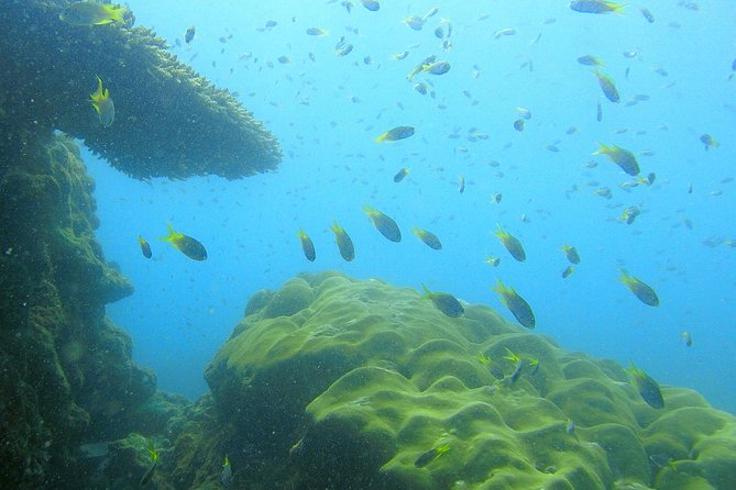 Local Reef Snorkelling and Deserted Beach - What to Expect