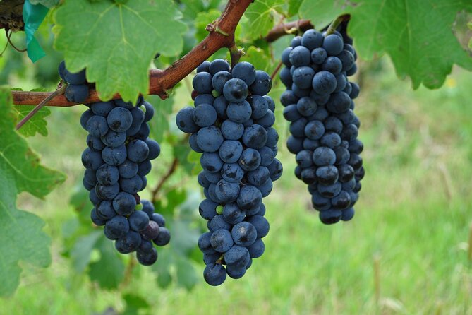 Local Vineyard Tour & Wine Tasting at the Independence Valley - Wine Varietals and Pairings