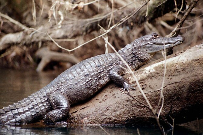 Locally Guided Tambopata Amazon Jungle Tour (4 Days) - Reviews and Feedback