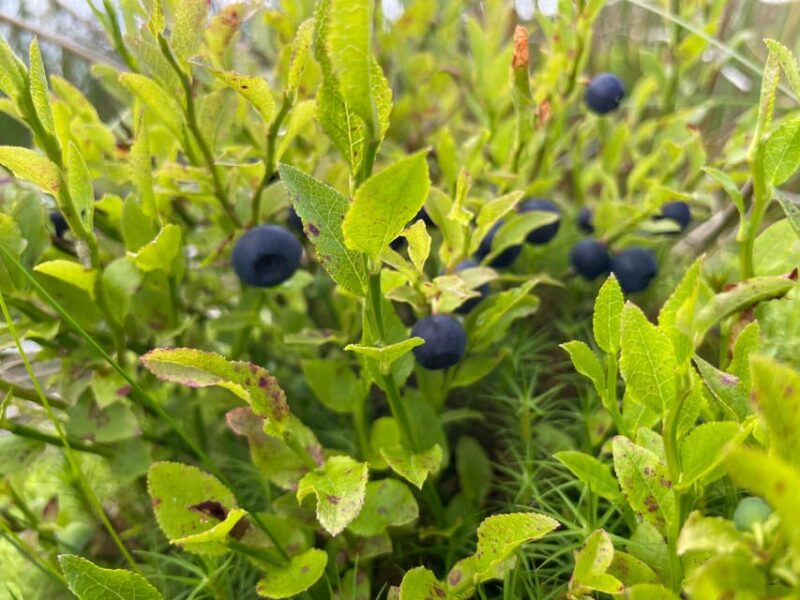 Loch Lomond: Guided Wild Food Forage & Feast - Guided Expertise and Highlights