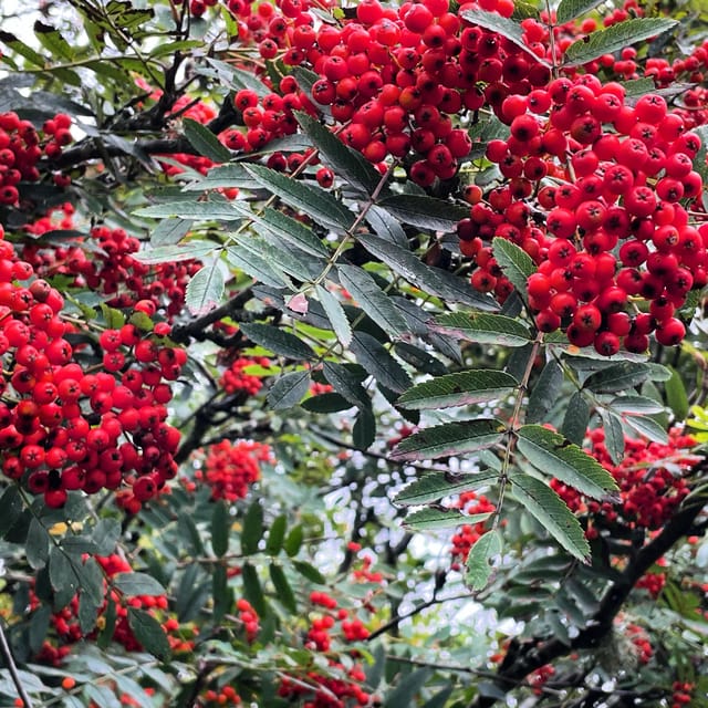 Loch Lomond: Guided Wild Food Forage & Feast - Restrictions and Guidelines