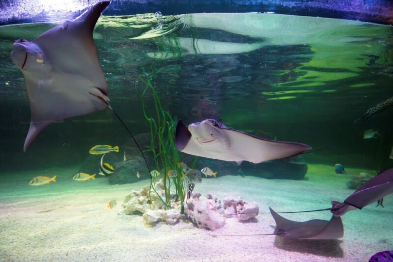 Loch Lomond: Sea Life Entrance Ticket - Location and Directions