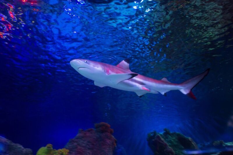 Loch Lomond: Sea Life Entrance Ticket - Tropical Ocean Tunnel and Sharks