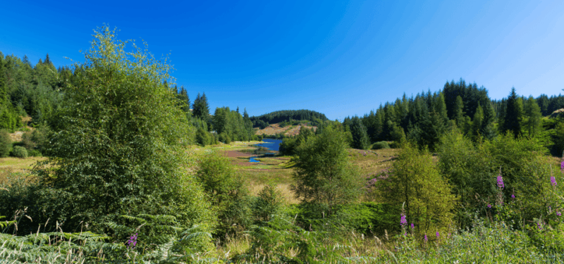 Loch Lomond & Trossachs National Park Drive Tour With an App - Technology Requirements