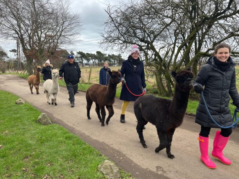 Loch Ness: Full Day Private Tour With Alpaca Adventure - Alpaca Experience and Optional Extras