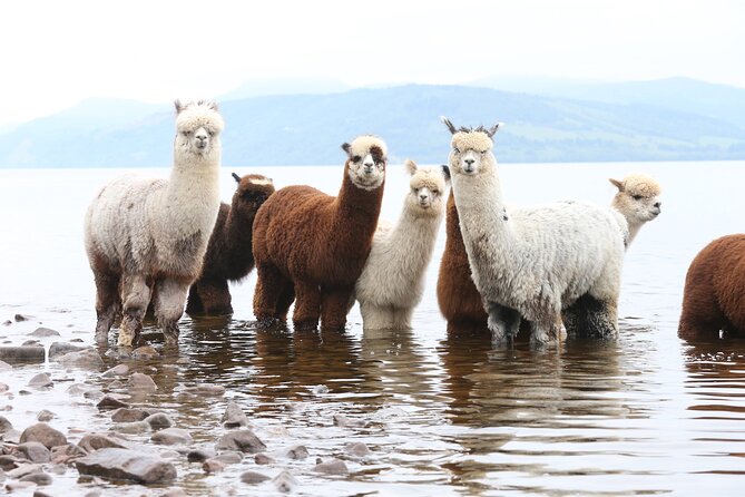 Loch Ness With Castles, Beaches, Mountains and MONSTERS - Tour Overview