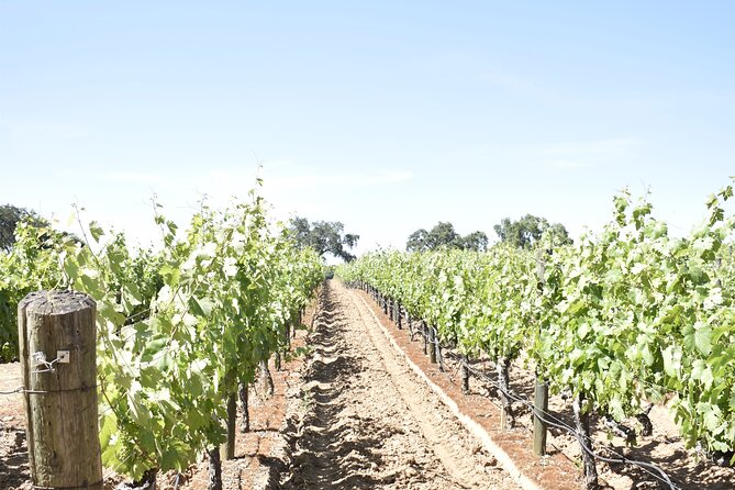 Lodi Wine Tasting Tours Customized Private 1 to 14 Passenger - Health and Safety Measures