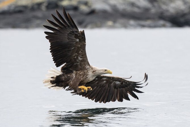 Lofoten Islands Full Day Luxury Fjord Cruise & Fishing With Lunch - Inclusions and Amenities