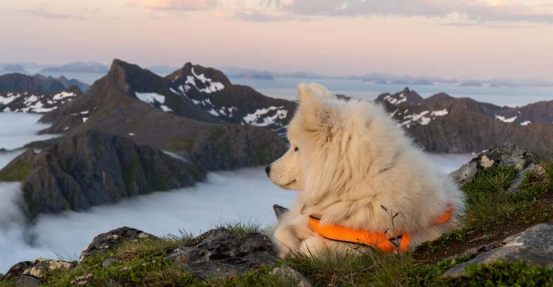 Lofoten Islands: Hiking Into the Wilderness - Guided Tour - Key Points